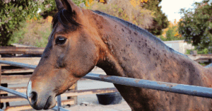 Top Natural Remedies for Sweet Itch